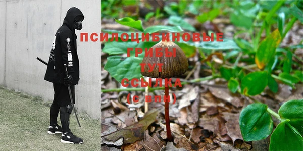 гашик Богданович
